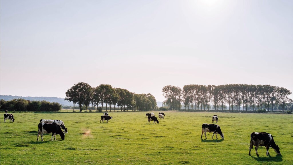 草地奶牛在法国乡村