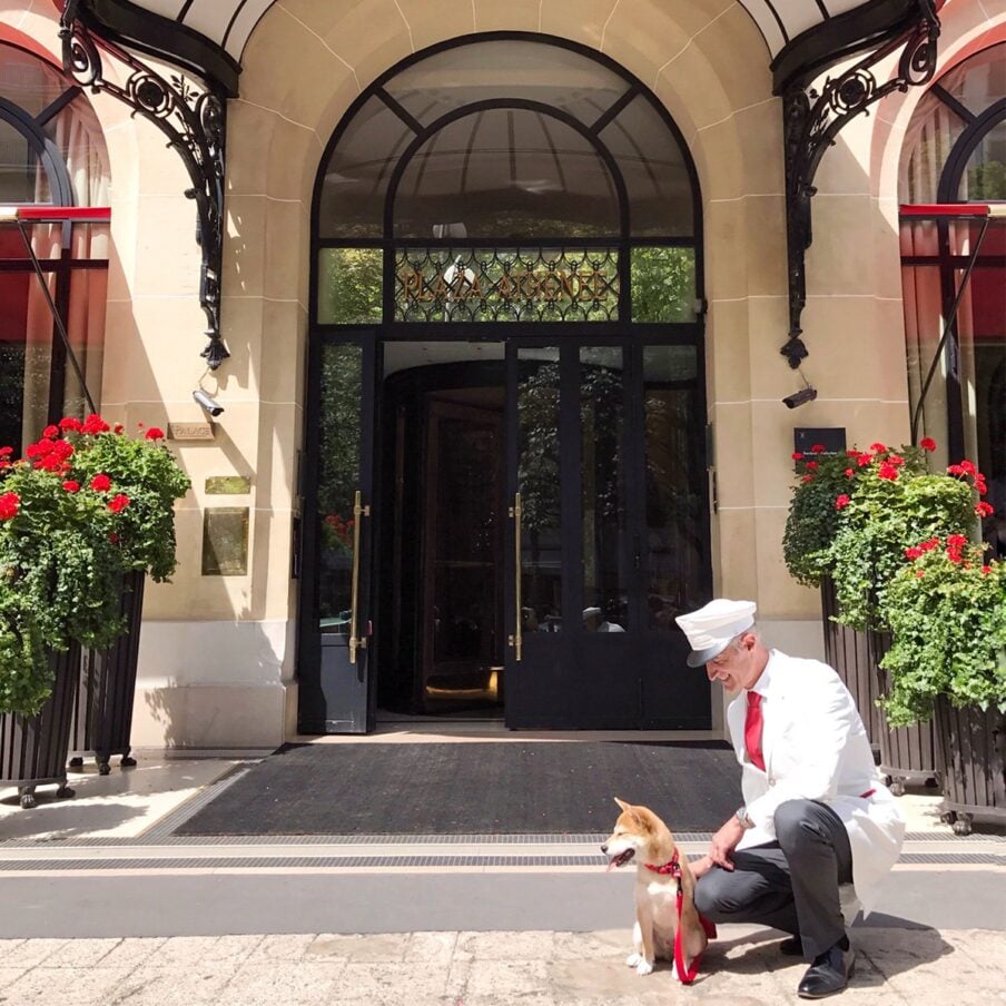 雅典娜广场酒店入口与狗